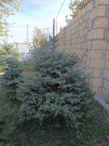 ağaç: Qiyməti 1 meteresi 80 AZN çox götüren olsa qiymət dəyişəcək qiyməti 2 — 8