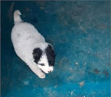 Qafqaz çoban iti, Dişi — 8