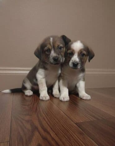 it alqı satqısı: 2 ay, Erkek — 1