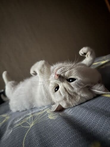 Кошки: Британская, Самец, В добрые руки, Самовывоз — 9