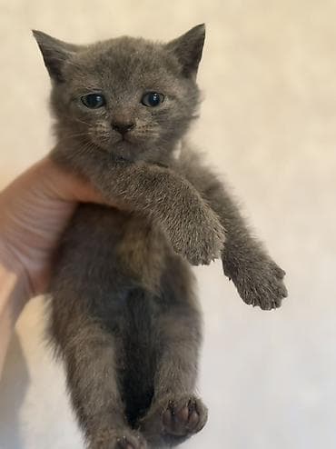 rus mavisi pişik satışı: Tabbi, Yaxşı əllərə — 3