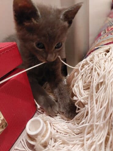 pişik sahibləndirilir: Ünvandan götürmə — 4