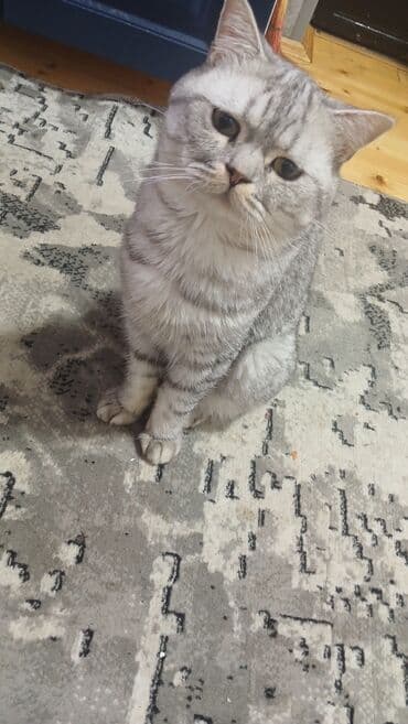 ağ qara pişik: Britan, Erkək, Ünvandan götürmə — 4