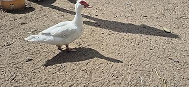 Musk ördəkləri (indo ducks) – müxtəlif rənglərdə - Növlər: musk/indo — 1