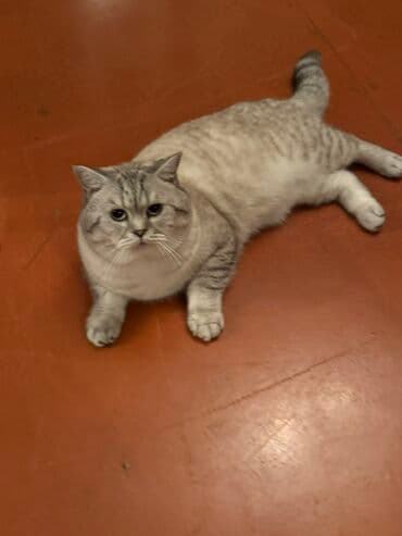 Iran Khodro: Britan — 4