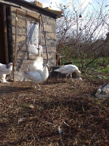ağ kəklik: Salam aleykum. Satışda bir cüt ağ tovuzquşu var. 6 ayliqdirlar. cütü — 7