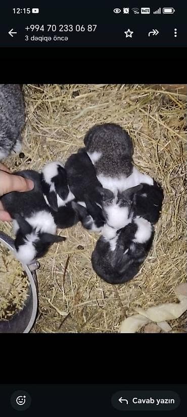 ordek bala: Unvan Sulutəpə
Say 7 ədəd
Tam saglam 14-15gunluk balalar — 6