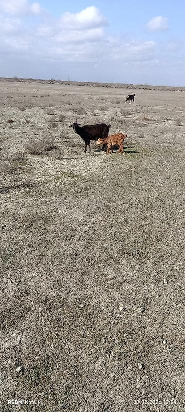 Keçilər, çəpişlər: 10 balalı keçidi 8-zi birinci ikinci qarın doğmuş keçilərdi 2-si — 4