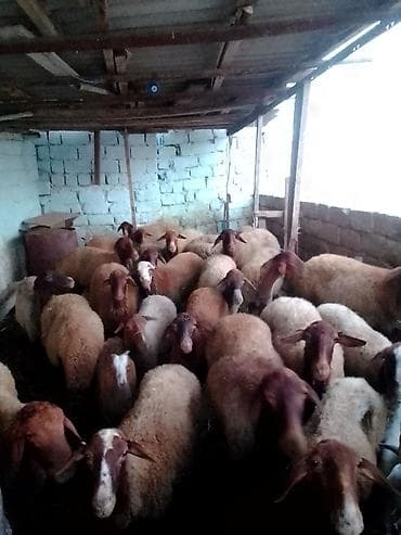 kanqal satilir: 27 baş kom heyvan satılır istəyən olsa yazsın videosunu atım baxın — 2