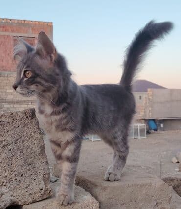 cins pişik: Boz rəngli, uzun tüklü, zolaqlı naxışlara malik ev pişiyi — 4