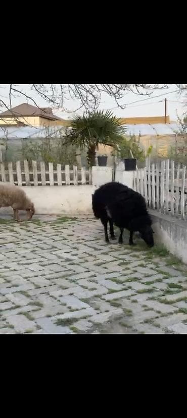 Qoç satılır .yaş yarımlıqdı .iri hündür uzun qoçdu . real alıcı zəng
