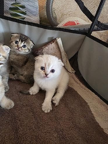pişiklərin cütləşməsi: Şirin pişik balaları - Cins: Scottish Fold/Scottish Straight tipli — 5