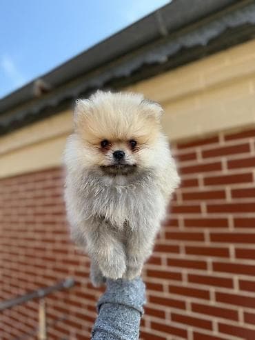 husky balası: Şpitz, Erkek — 1