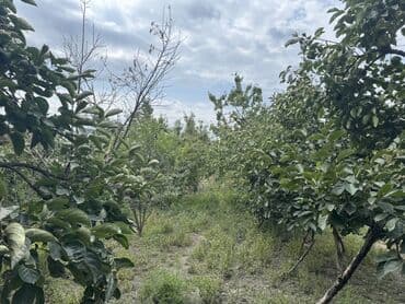 divar kağızları: Məhsul: Meyvə bağı Təsvir: - Şəkillərdə müxtəlif meyvə ağacları olan — 6