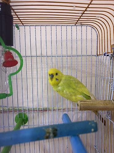 Məhsul: Dalmatin sarı rəngli cüt dalğalı tutuquşu (badiqar) və qəfəs — 2