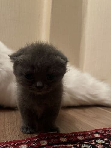 alisanın pişiyinin adı nə idi: Şotland yastı qulaq, Dişi, Yaxşı əllərə, Ünvandan götürmə, Ödənişli çatdırılma — 4