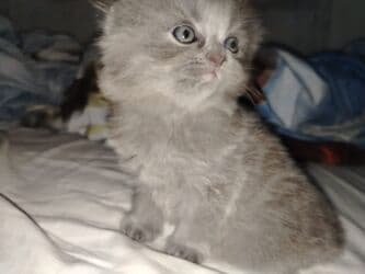 шотландские котята в баку: Шотландская, Самка — 9