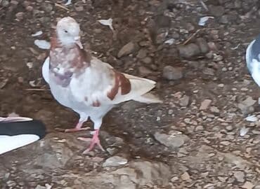 arpa bugda: Qənbərbaş göyərçinlər - Növlər: rəngarəng Qənbərbaş/başında toppuzlu — 5