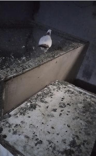 Животные: Hazir bala veren mayadi qus gencede gondermekde mumkundu 0513992050 — 3