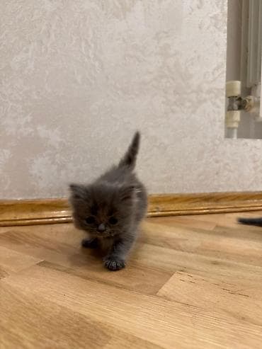 şirin it sekilleri: Yumşaq, uzun tüklü balaca pişik balaları. Şəkillərdə iki balaca — 8