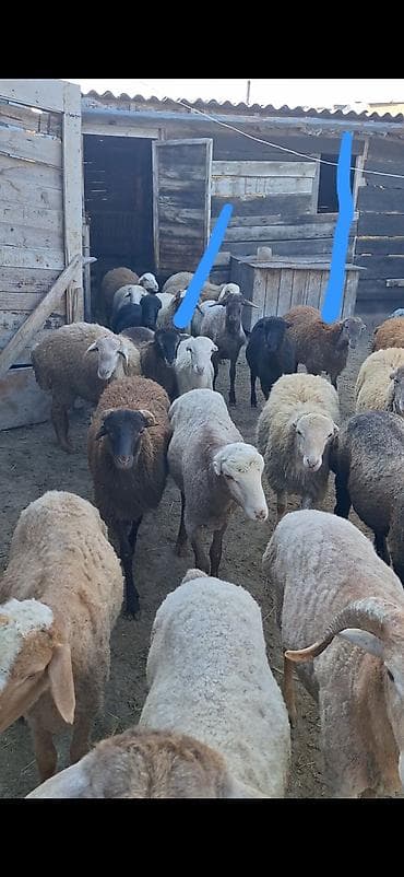 Qurbanlığ quzlar 300 başlıyır 400kimi lalafo.az -da Qurbanlığ quzlar 300 başlıyır 400kimi
