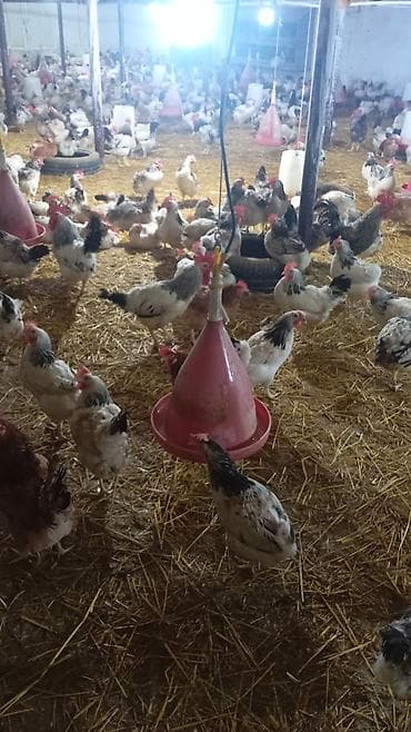 alisa home tekstil: Məhsul: Təmiz kənd təsərrüfatı yumurtaları və yeni çıxmış cücələr — 5