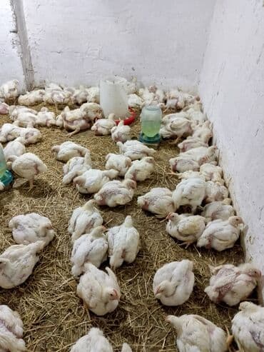 домики для хомяков: Toyuq cücələri, Ətlik — 1