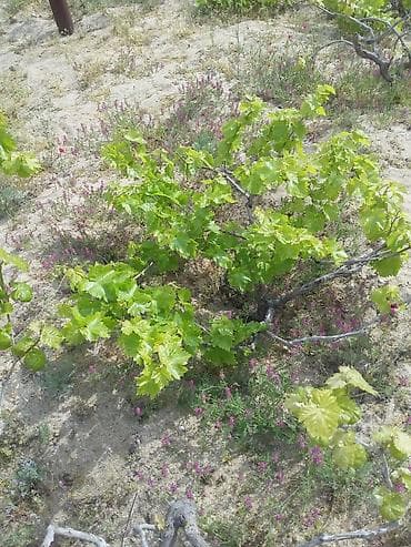 Qiyməti cox ucuz öz məhsulumuzdur deyə ucuz satırıq.Aprel - may