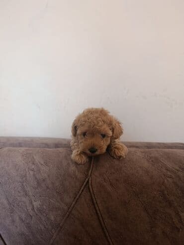 сколько стоит миниатюрный пудель: Пудель, 2 месяца, Самка — 5