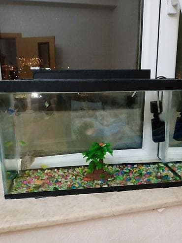 akvarım: Akvaryum dəsti – şüşə korpuslu, qapaqlı Xüsusiyyətlər: - Düzbucaqlı — 10