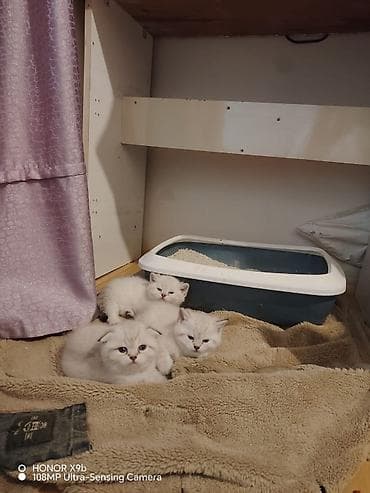 bala pişiklər: Şotland — 9