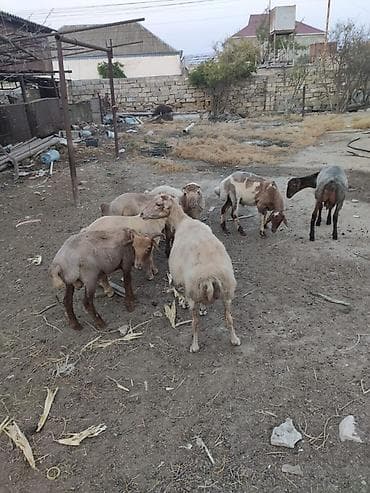 Quzu: Əmlik quzular 33-40 kilo arası arpa yonca ilə bəslənib qiymet 10 manat — 5