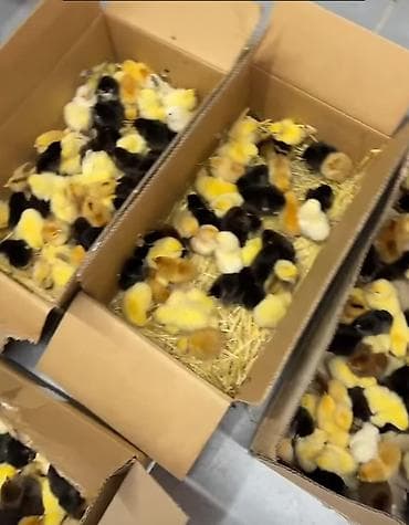 quşlar: Cücələr – müxtəlif yumurta və ətlik istiqamətli qarışıq cinslər - — 1