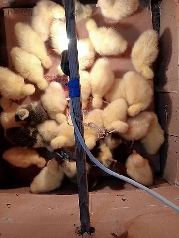 Птицы: Məhsul: Qaz Amerikan linda kuban hər iksindən Təsvir: - Yumurtaçı və — 2