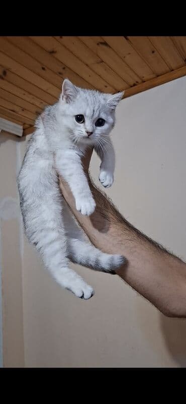 отдам котят в хорошие руки: Silver sinsila temiz qan dişidi Anada atada silverdi saqlam baladi — 5