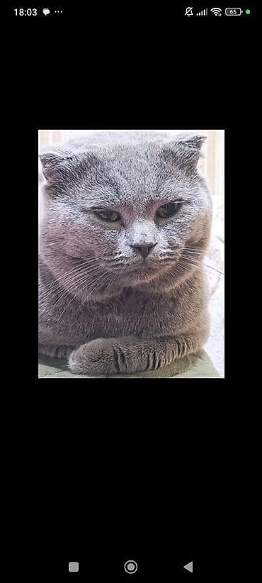 naxcivan heyvan elanlari: Pekines, 1 il, Dişi — 3