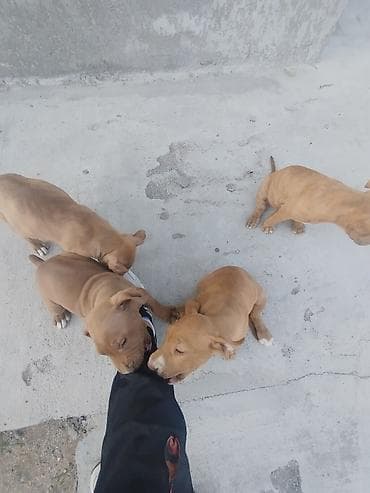 İtlər: Pitbul, 2 ay, Erkek — 7