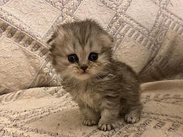 pişiy adlari: Şotland — 4