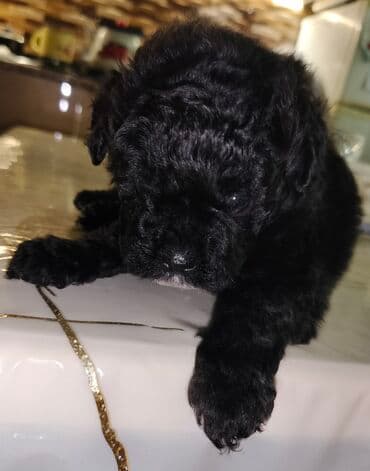 золотистый ретривер бишкек: :Qara rəngli balaca pudel balasi 45 gunlukdur evde — 2