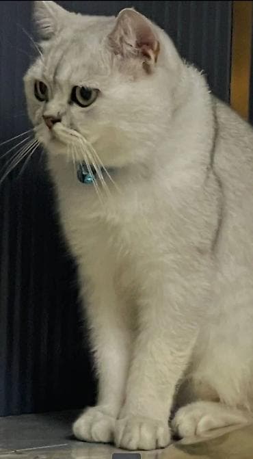 şotland pişik: Pişiklər — 3