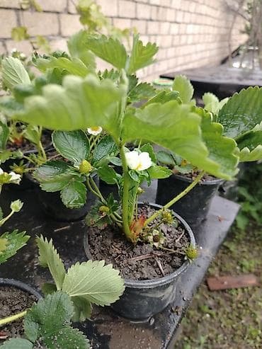 fındıq ləpəsi qiyməti: Çiyələk stilleri satilir, murona albion qarisiq sortdu. 100 den cox — 10