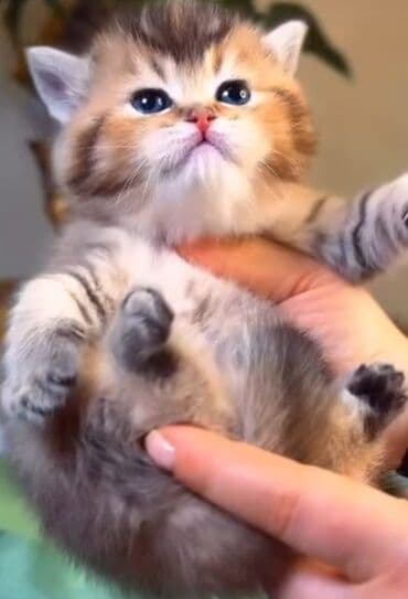 şirin pişik: Britan, Erkək, Yaxşı əllərə, Ünvandan götürmə — 6