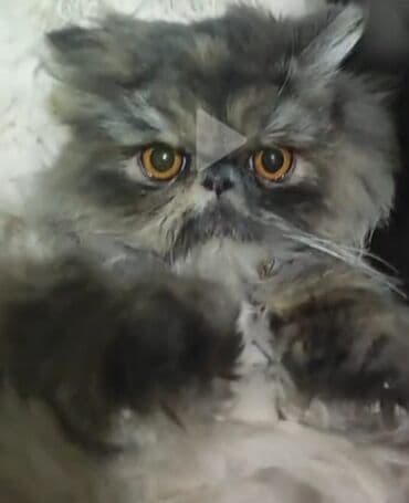 pişiklər: Fars — 1