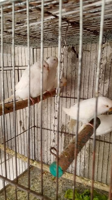 iller: Sevgi quslari bir ədədi 15 Azn Vatsapla yigin Məhsul: Agapornis (sevgi — 3