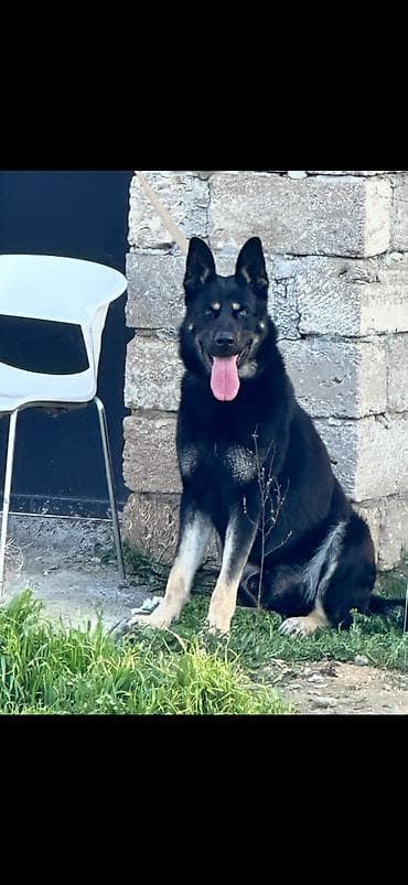 Heyvanlar üçün mallar: Alman çoban iti, Dişi — 5