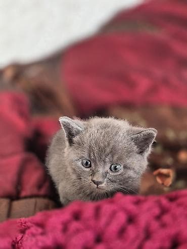 Britan, Yaxşı əllərə