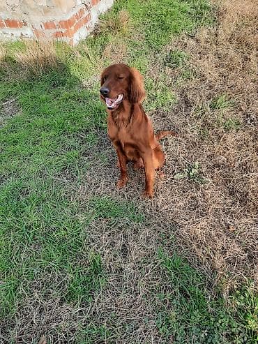 heyvan bazarı: İrland Setter balaları Təsvir: - Gözəl qırmızı-qəhvəyi rəngli İrland — 4