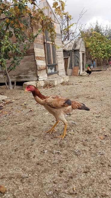 попугай жако купить в баку: 7 aylıq fərədi — 9