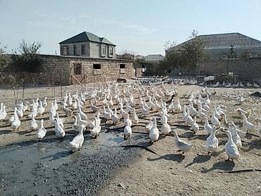 Bentley: Salam tam saqlam saxlamaliq ve keskilik Pekin cinsi etdik ordekler — 3