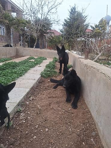 Heyvanlar üçün mallar: Alman çoban iti, Erkek — 3